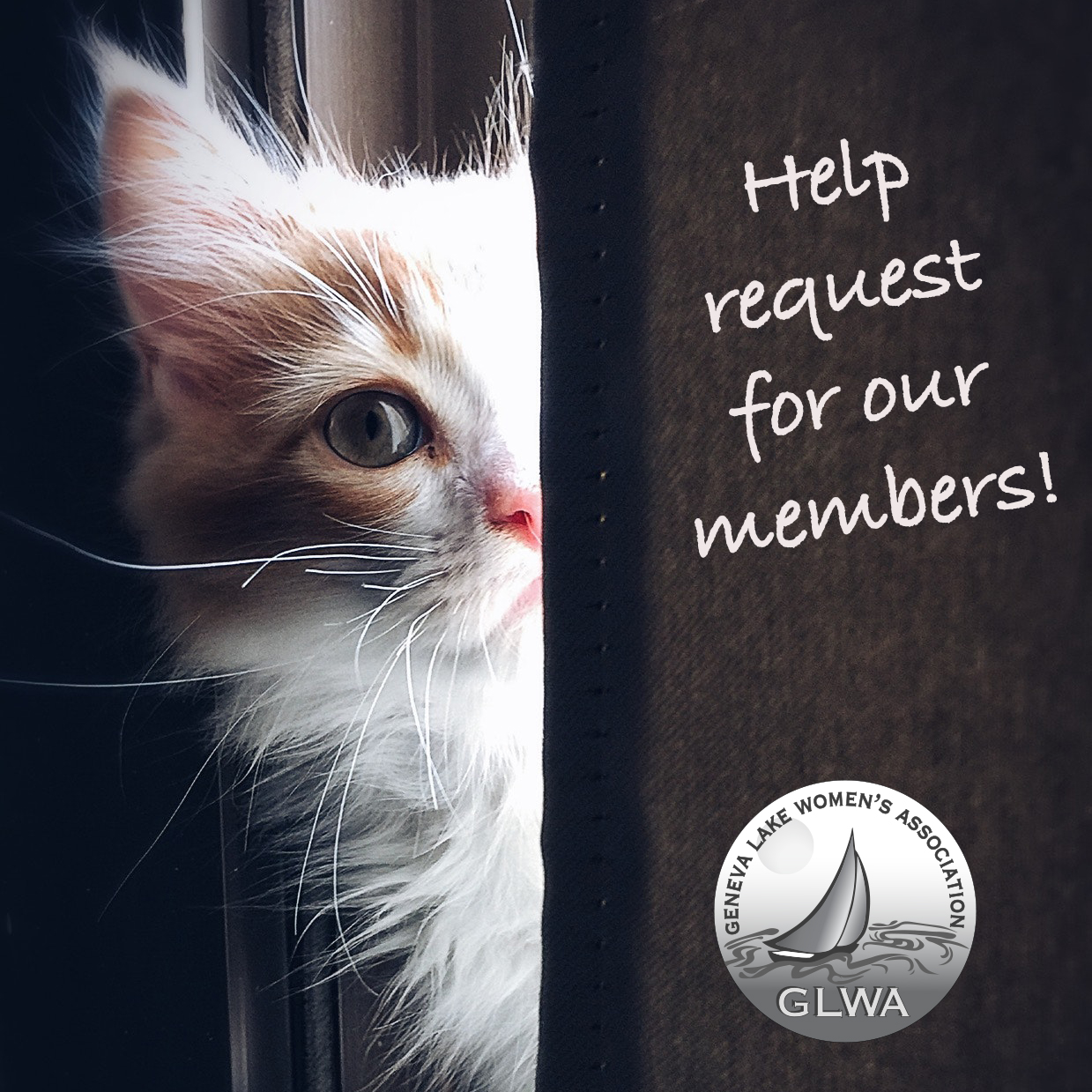 Attention to our GLWA members who will be attending Mondays meeting.
This is just a reminder we emailed two requests earlier this week.

1)  If you have extra plastic grocery bags handy, please bring to meeting.  The Walworth County Food Pantry and Diaper Bank is running low.

2)  Lakeland Animal Shelter has several needs: Currently, they can use bleach, kitty litter (all kinds, clay, etc) and dry cat food (no red dye--causes stomach issues i.e. vomiting & diarrhea). They said Purina Kitty Chow is one brand. 

If you are able to bring one (or more) of these items to our Monday night meeting, it is much appreciated. Thank-you!

Cute kitty pic for attention :)