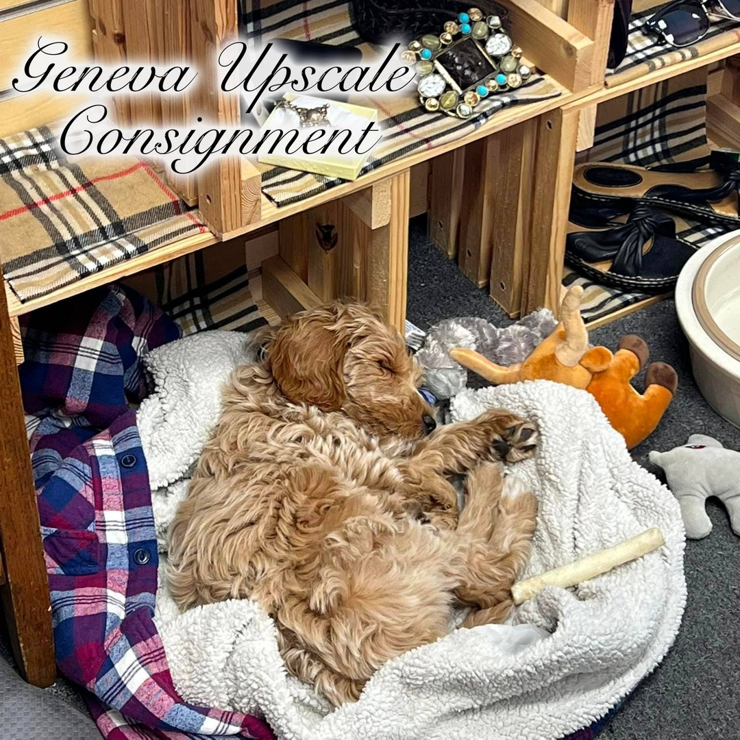 If you have not noticed previously, GLWA ladies have a love for all things FurBaby, FeatherBaby, FinBaby, etc...! So when looking at the social media for one of our Women's Weekend Sponsors, Lake Geneva Upscale Consignment and Furs, we couldn't help but notice the "guard dog" and felt everyone should see the cuteness!

#GLWA